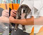 Small #2 Mutt