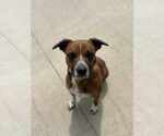 Small #2 Boxer Mix