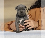 Small #2 Cane Corso