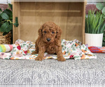 Small #4 Poodle (Miniature)