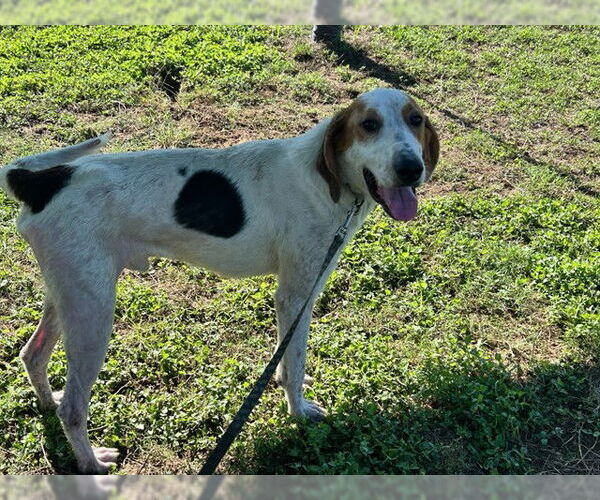Medium Photo #2 Treeing Walker Coonhound Puppy For Sale in Ocala, FL, USA