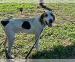 Small #1 Treeing Walker Coonhound