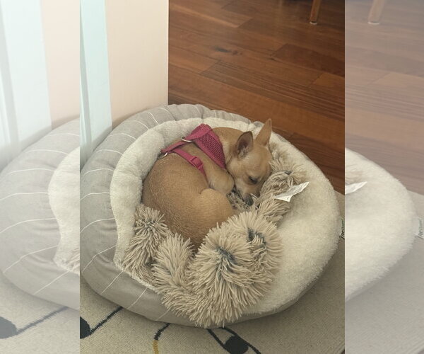 Medium Photo #5 Chihuahua-Unknown Mix Puppy For Sale in San Francisco, CA, USA