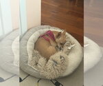 Small #4 Chihuahua Mix
