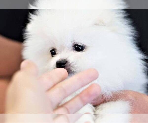 Medium Photo #1 Pomeranian Puppy For Sale in FULLERTON, CA, USA