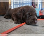 Small Photo #14 Labrador Retriever Puppy For Sale in SHELBYVILLE, IN, USA