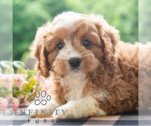 Cavapoo (Miniature) Puppy for sale in DORNSIFE, PA, USA