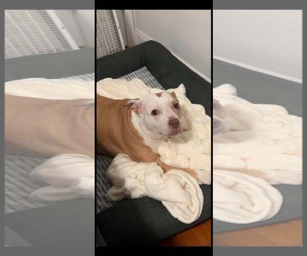 Medium Photo #2 Mutt Puppy For Sale in Westwood, NJ, USA