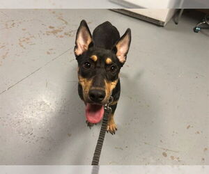 Shepweiller Dogs for adoption in Ocala, FL, USA