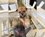 Small #6 Shiba Inu