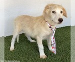 Small #2 Golden Retriever Mix