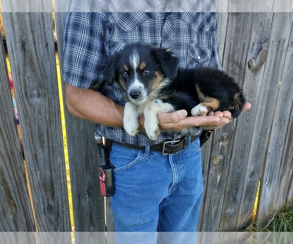 Medium Photo #1 Australian Shepherd Puppy For Sale in SPENCER, VA, USA