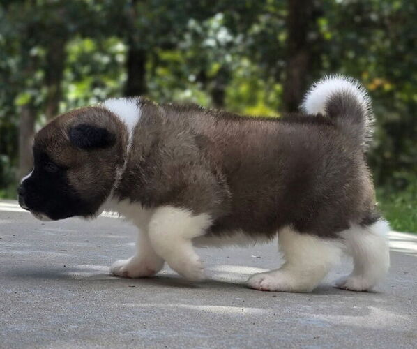 Medium Photo #31 Akita Puppy For Sale in STRAFFORD, MO, USA