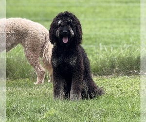 Father of the Goldendoodle (Miniature) puppies born on 08/12/2025