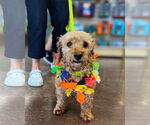 Small #3 Poodle (Miniature)