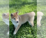 Small #8 Shiba Inu