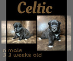 Image preview for Ad Listing. Nickname: Celtic