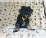 Small #5 Schnauzer (Miniature)