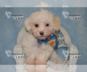 Maltipoo Puppy for sale in SANGER, TX, USA