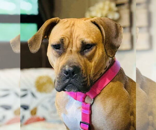Medium Photo #4 Boxer-Unknown Mix Puppy For Sale in Germantown, OH, USA