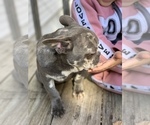 Small Photo #6 French Bulldog Puppy For Sale in BUSHKILL, PA, USA