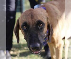 Mutt Dogs for adoption in San Antonio, TX, USA