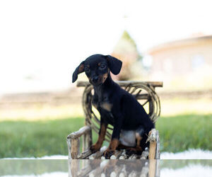 Miniature Pinscher Puppy for Sale in WARSAW, Indiana USA