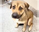 Small #2 German Shepherd Dog Mix