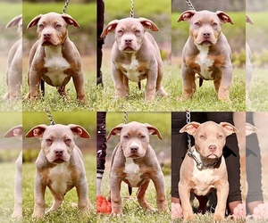 American Bully Puppy for sale in ORANGEBURG, SC, USA