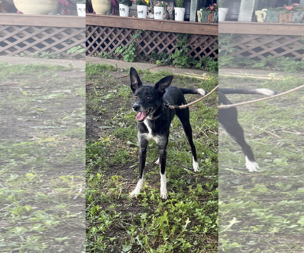 Medium Photo #4 Border Collie-Rat Terrier Mix Puppy For Sale in Brooklyn Center, MN, USA