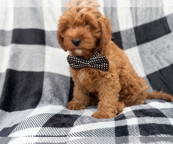 Medium Photo #7 Cavapoo (Standard) Puppy For Sale in LAKELAND, FL, USA