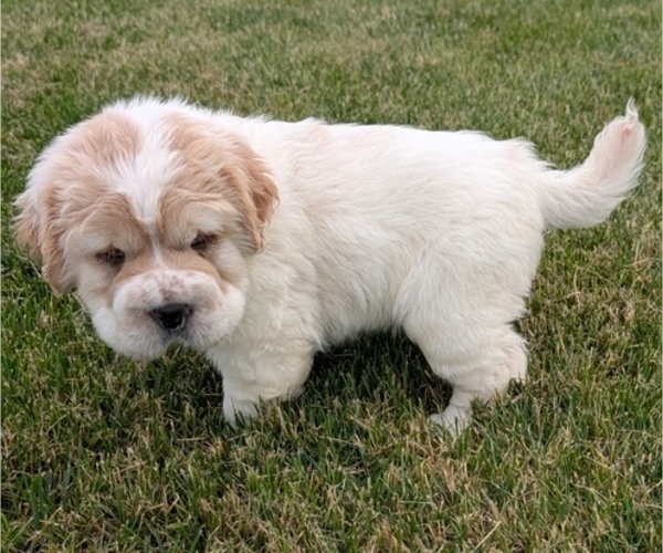Medium Photo #10 Cocker-Pei Puppy For Sale in GOSHEN, IN, USA