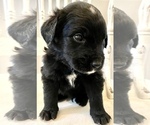 Small Photo #14 Bernedoodle Puppy For Sale in WALNUT GROVE, MO, USA
