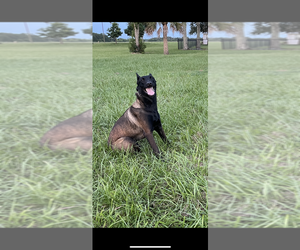 Belgian Malinois Puppy for Sale in LAKE WALES, Florida USA