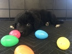 Small Photo #1 Newfoundland Puppy For Sale in MURFREESBORO, TN, USA