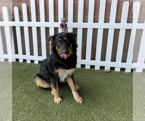 German Shepherd Dog-Unknown Mix Dogs for adoption in Modesto, CA, USA