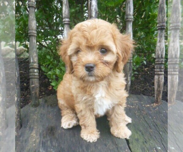 Medium Photo #2 Cavapoo Puppy For Sale in BLAIN, PA, USA