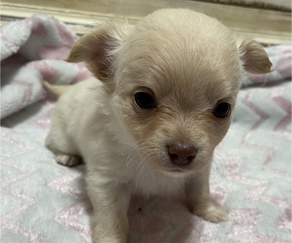 Medium Photo #6 Chihuahua Puppy For Sale in NEVADA, TX, USA