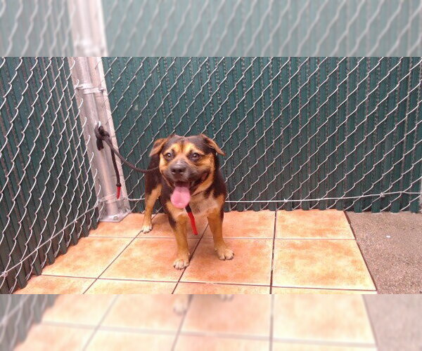 Medium Photo #1 German Shepherd Dog-Unknown Mix Puppy For Sale in Downey, CA, USA