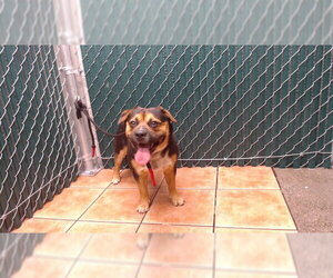 German Shepherd Dog-Unknown Mix Dogs for adoption in Downey, CA, USA