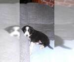 Small Photo #38 Border Collie Puppy For Sale in AIKEN, SC, USA