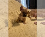 Small Photo #7 French Bulldog Puppy For Sale in JACKSONVILLE, FL, USA