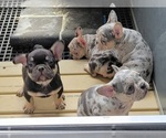 Small Photo #1 French Bulldog Puppy For Sale in GOBLES, MI, USA