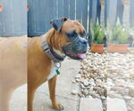 Small #2 Boxer