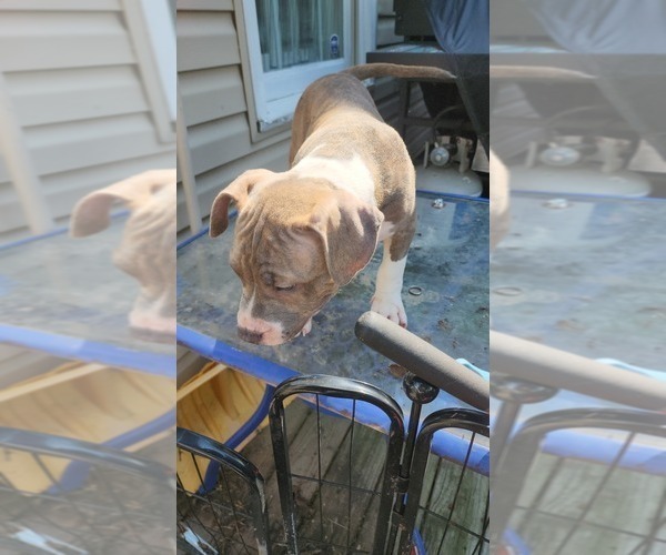 Medium Photo #42 American Bully Puppy For Sale in HARRISBURG, PA, USA