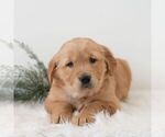 Small #4 Golden Retriever