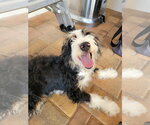 Small #2 Bernese Mountain Dog Mix