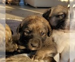 Small Photo #20 Anatolian Shepherd Puppy For Sale in COMMERCE, TX, USA