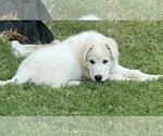 Small #1 Great Pyrenees
