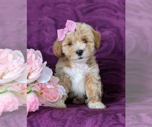 Lhasa-Poo Puppy for sale in LINCOLN UNIV, PA, USA